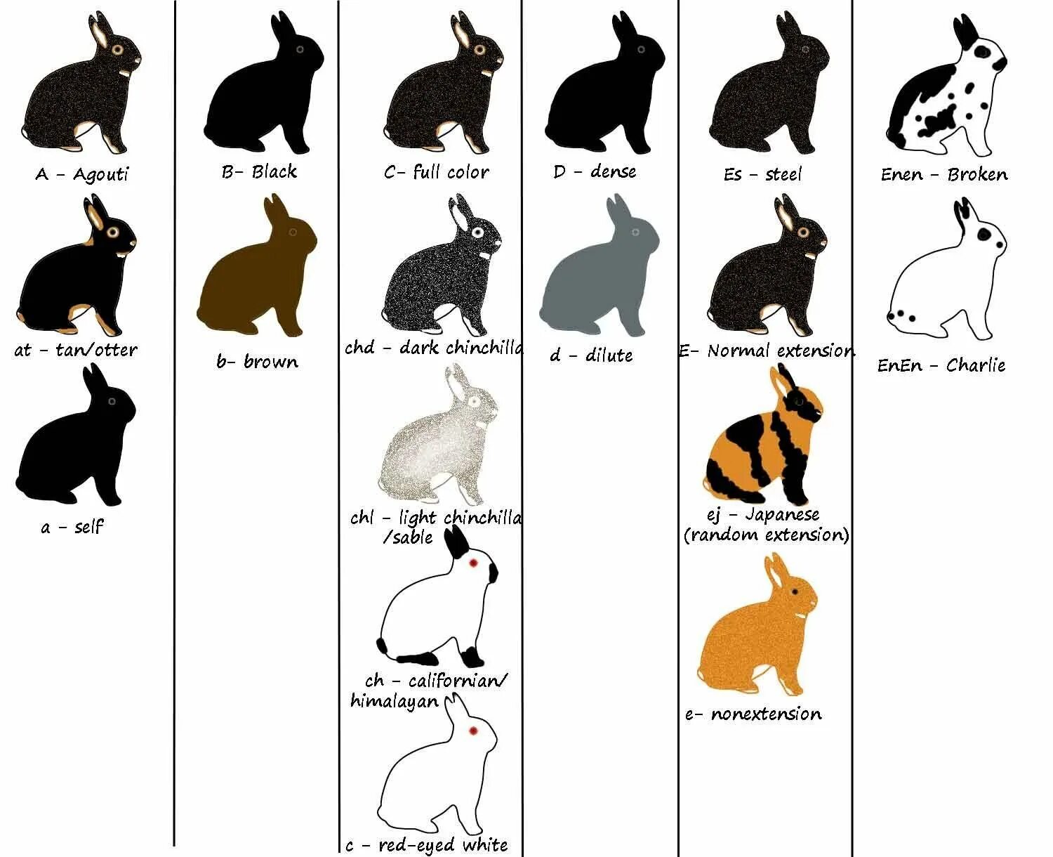 Окрас агути у кроликов. Генетика кроликов окрасы. Генотипы определяющие окраску кроликов агути. Схема скрещивания кроликов.