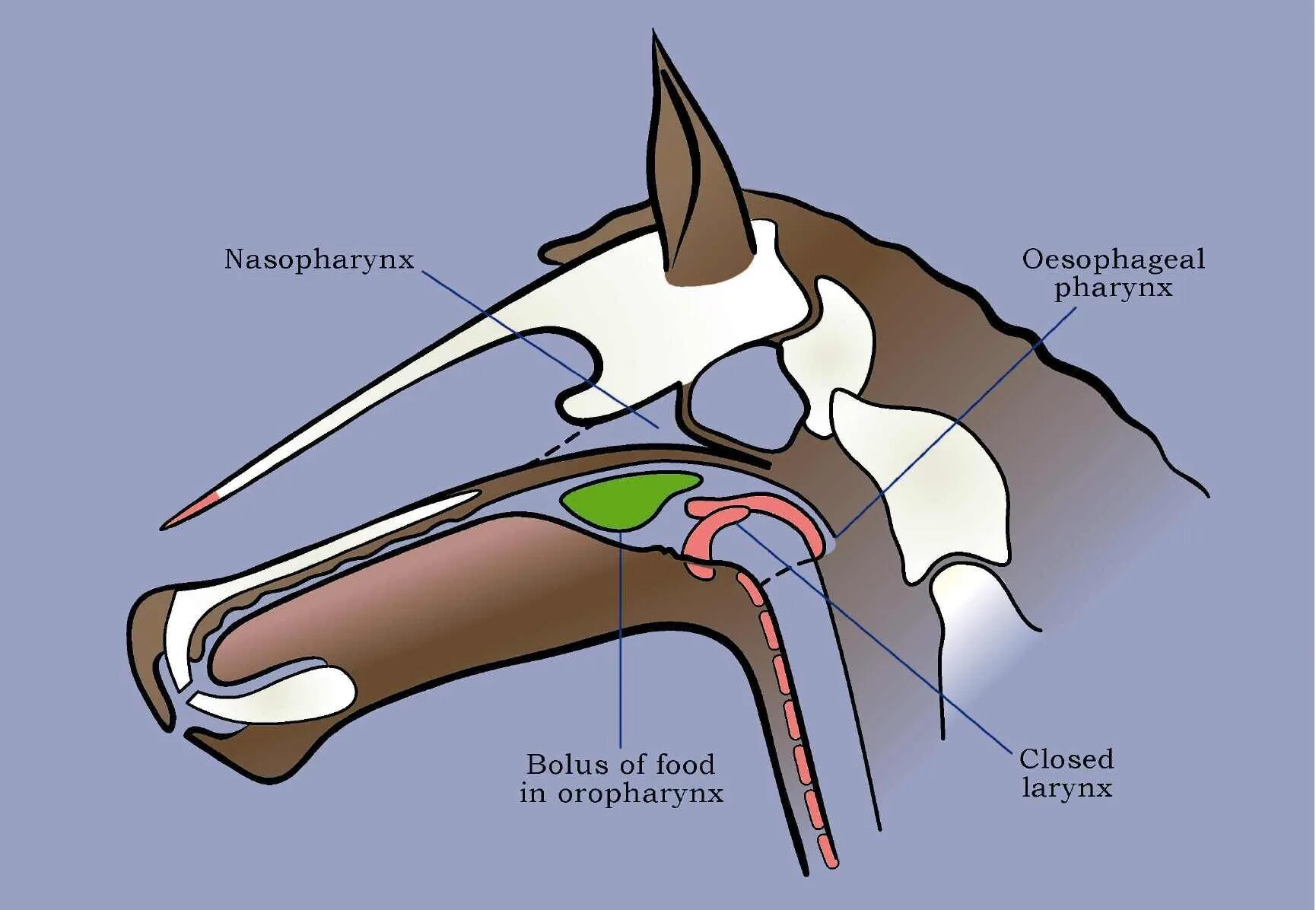 Особенности пищеварительной системы системы млекопитающих. Глотка млекопитающих. Внутреннее строение млекопитающих 7 класс пищеварительная система. Особенности пищеварительной системы системы млекопитающих. Носовая полость лошади анатомия.