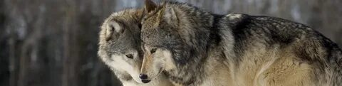 Wolves кавер