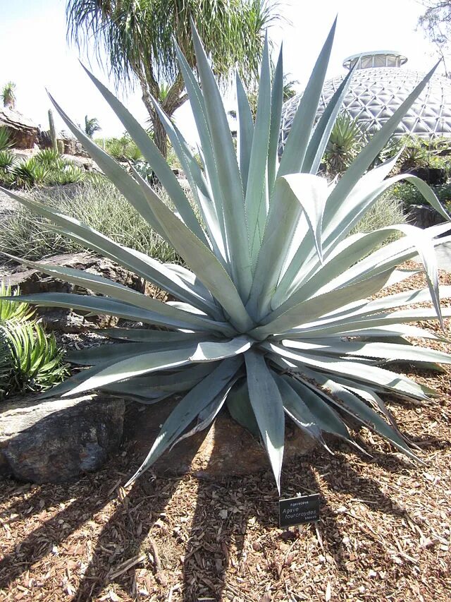 Файл:14 November 2016, Century plant or Maguey (Agave Americana), Mosqueira.JPG 