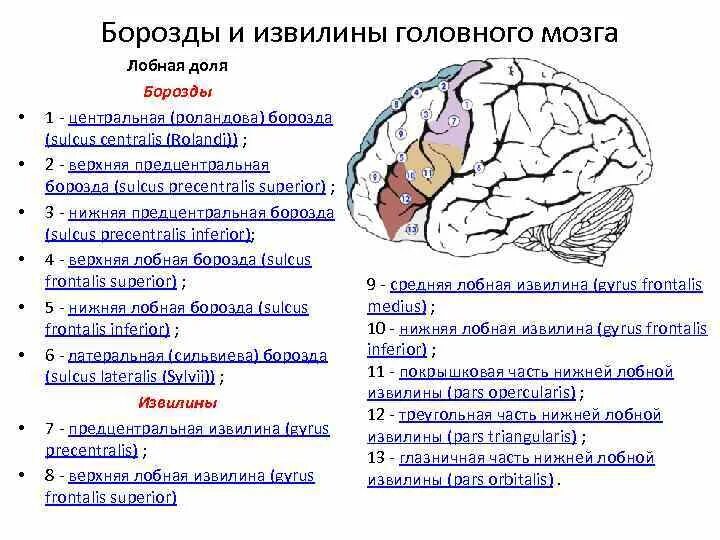 Основные доли мозга. Анатомия коры головного мозга доли борозды извилины. Основные борозды и извилины долей головного мозга таблица. Строение лобной доли конечного мозга. Борозды ВЕРХНЕЛАТЕРАЛЬНОЙ поверхности головного мозга.