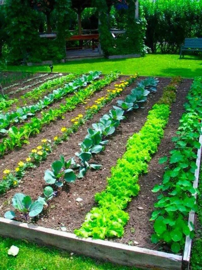 Примеры посадки овощей. Дача сад огород. Грядки в огороде. Красивые грядки. Красивый огород.