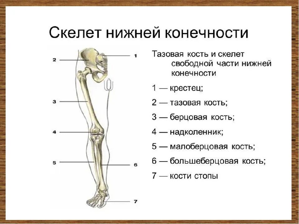 Какая конечность