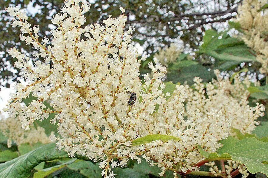 Гречиха дерево. Рейнутрия сахалинская - reynoutria sachalinensis. рейнутрия сахалинская (reynoutria sachalinensis), сибирский бамбук. горец сахалинский reynoutria sachalinensis. камчатская гречиха кустарник.