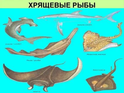 Примеры хрящевых рыб