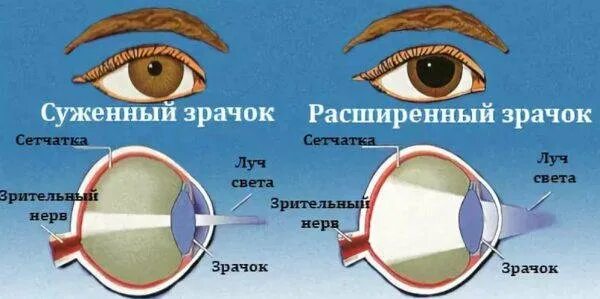Почему зрачок сужается и расширяется. Зрачок сужается и расширяется. расширенный и суженный зрачок. сужение и расширение зрачка. суженный зрачок нормальный и расширенный.