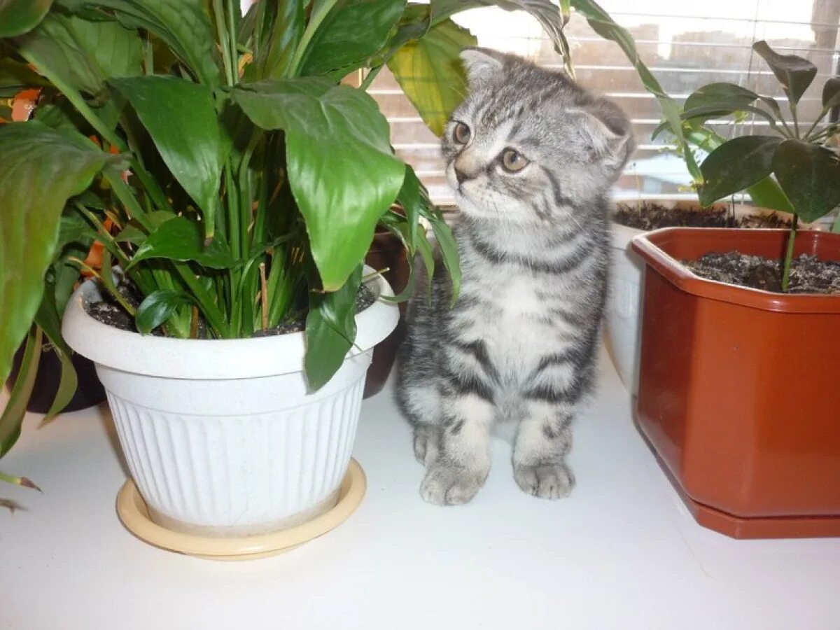 Кошки и комнатные растения. Кошки и домашние цветы. Ядовитые комнатные растения для кошек. Комнатные растения опасные для кошек. Спатифиллум для кошек