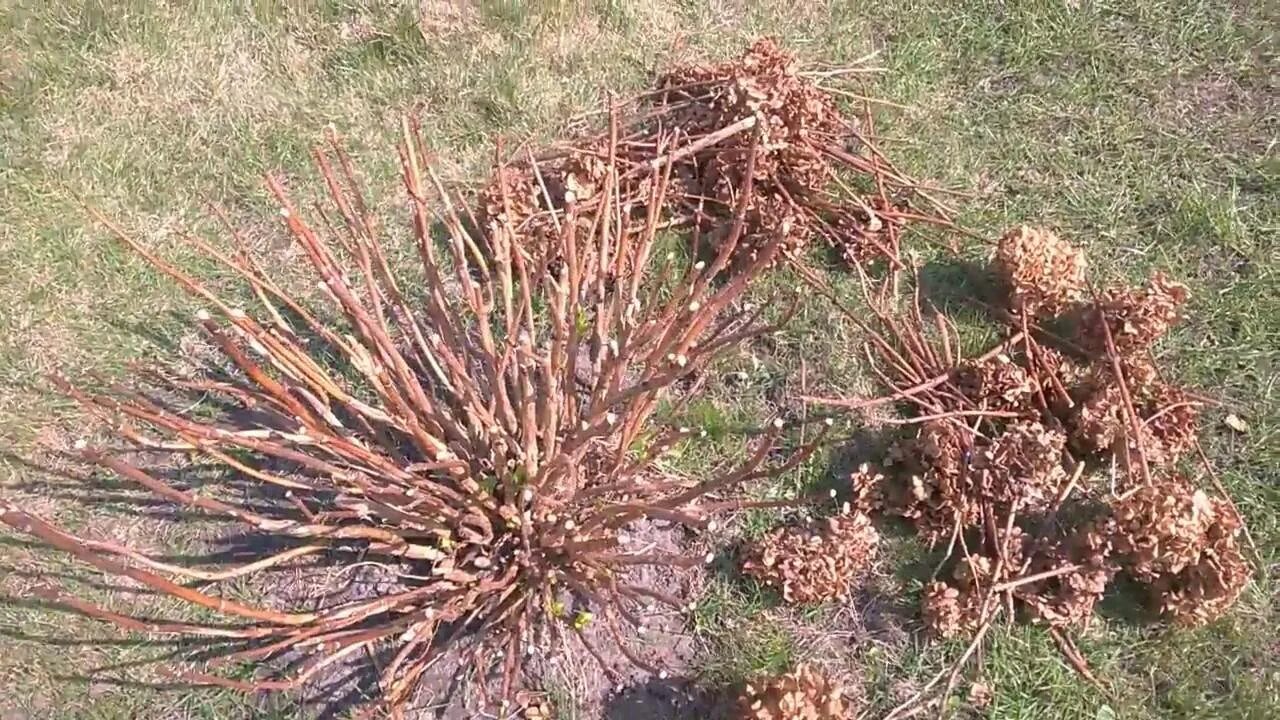 Надо ли обрезать гортензию на зиму
