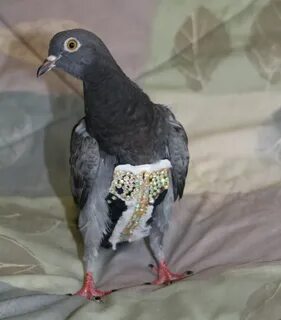 Штаны для голубей