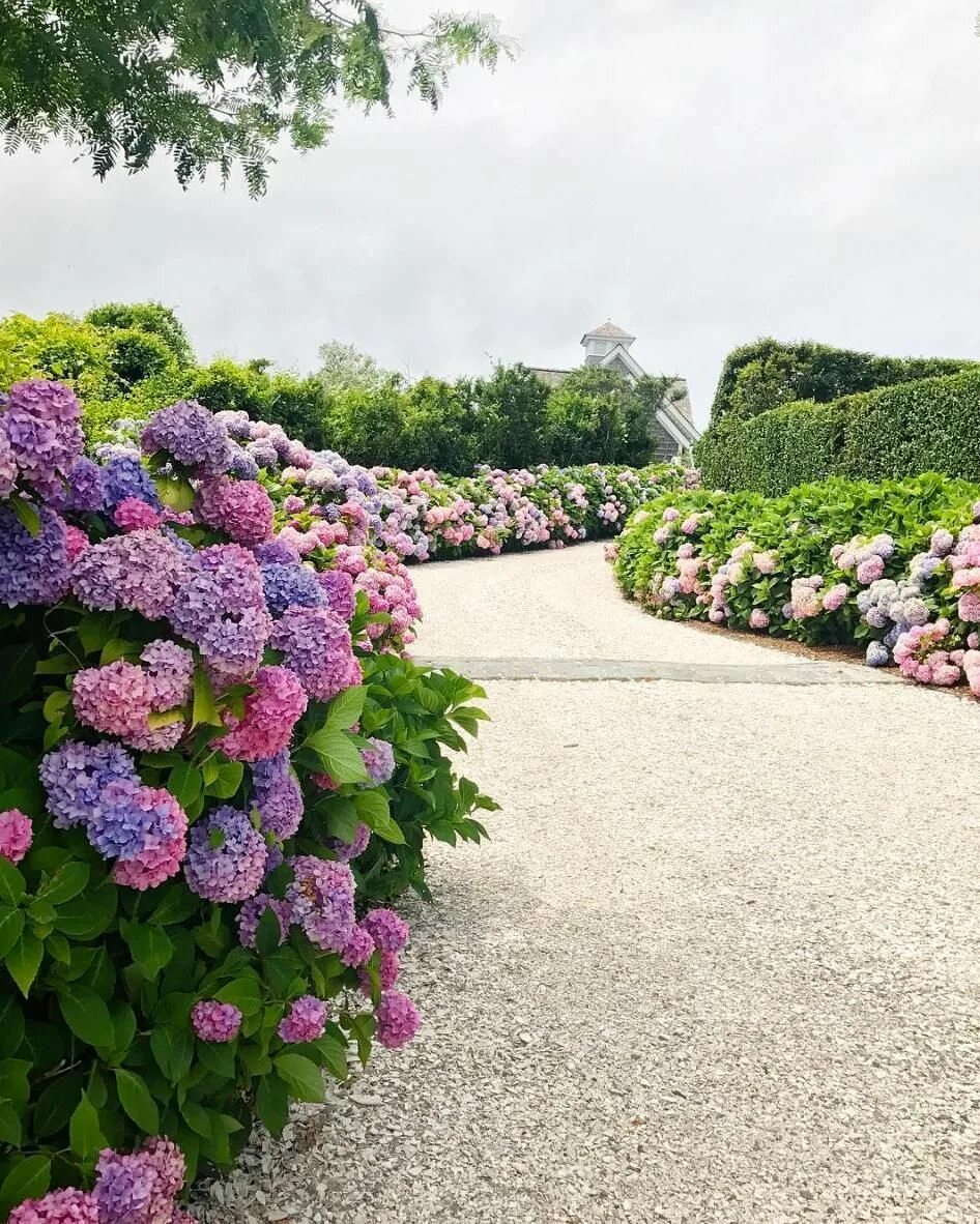 There are many flowers in the garden