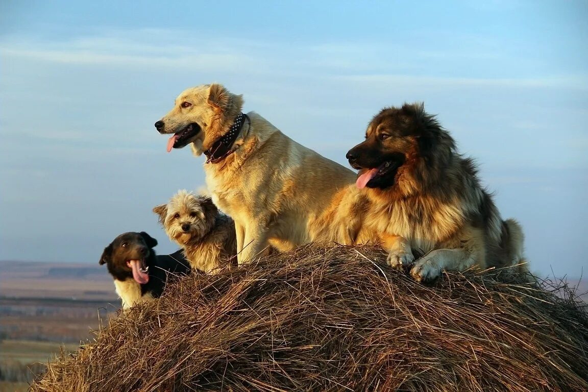 немецкая овчарка сутулая. большая черная собака. злая собака. волкособ белый. большие черные собаки.