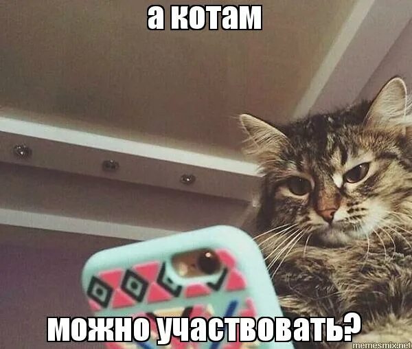 Мотивирующий котик. Милые котики с мотивацией. Сможешь кот. Мозги набекрень. Может не надо кот.