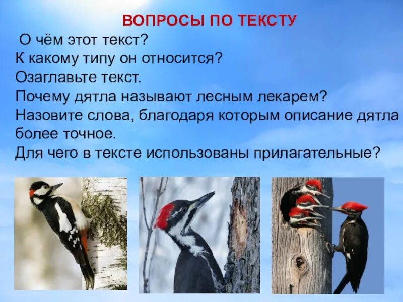 Почему дятлы получили такое название