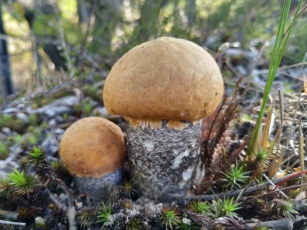 Подберезовик в тундре. Грибник. Тихая охота грибы ...красиво. Самый большой подосиновик в России.