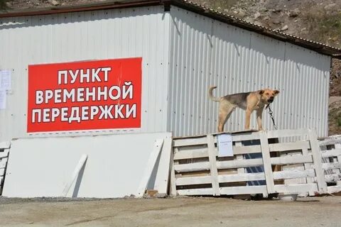 Приюты в новороссийске