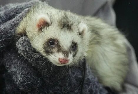 Library ferret