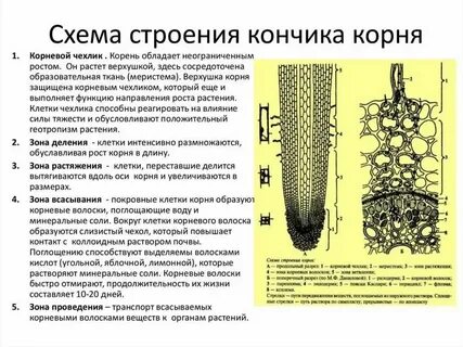 Сосуды корня какая ткань