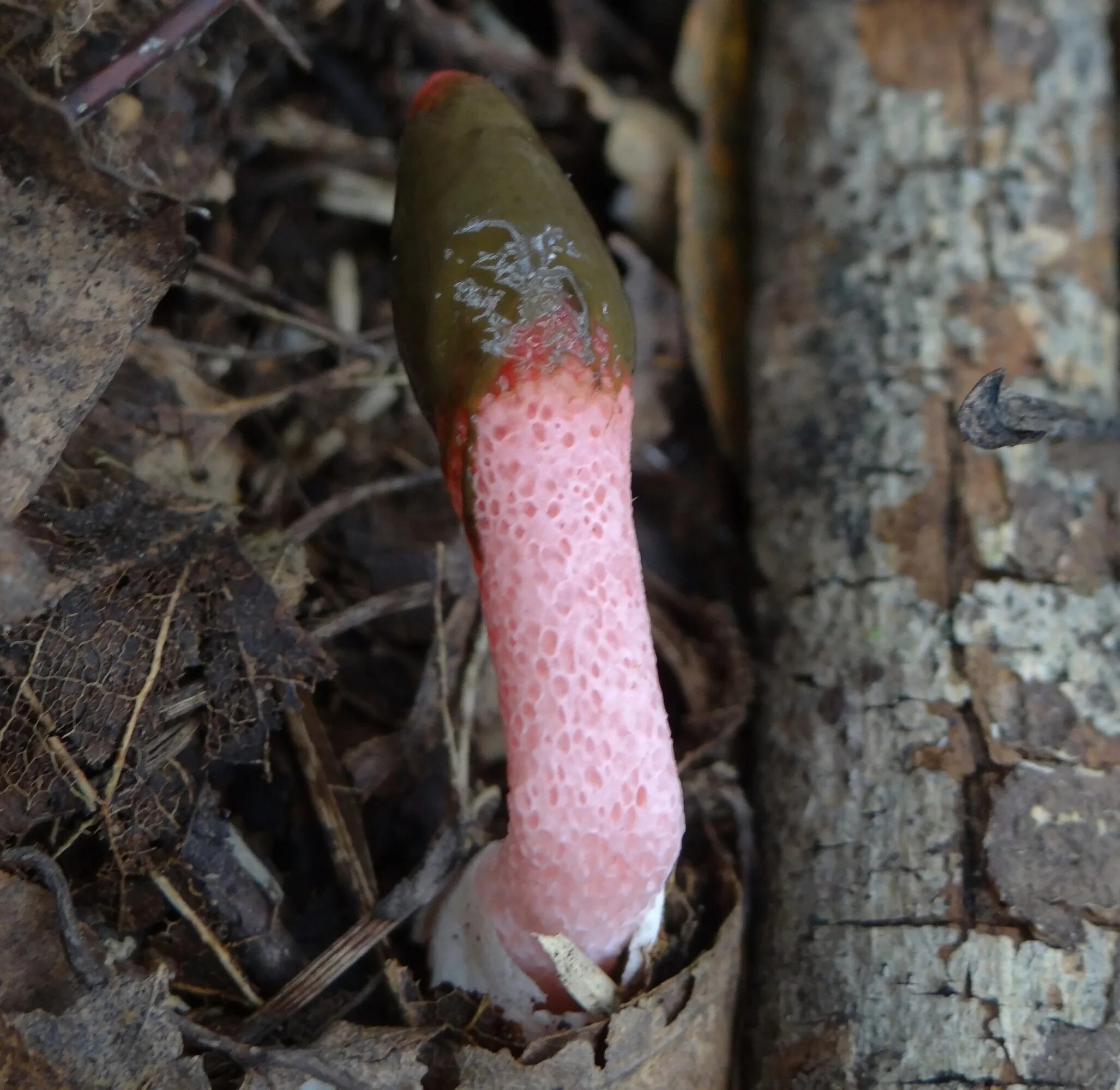 Мутинус равенеля. Красный гриб собачий мутинус. Мутинус собачий гриб. Красный гриб собачий мутинус. Мутинус равинеля.