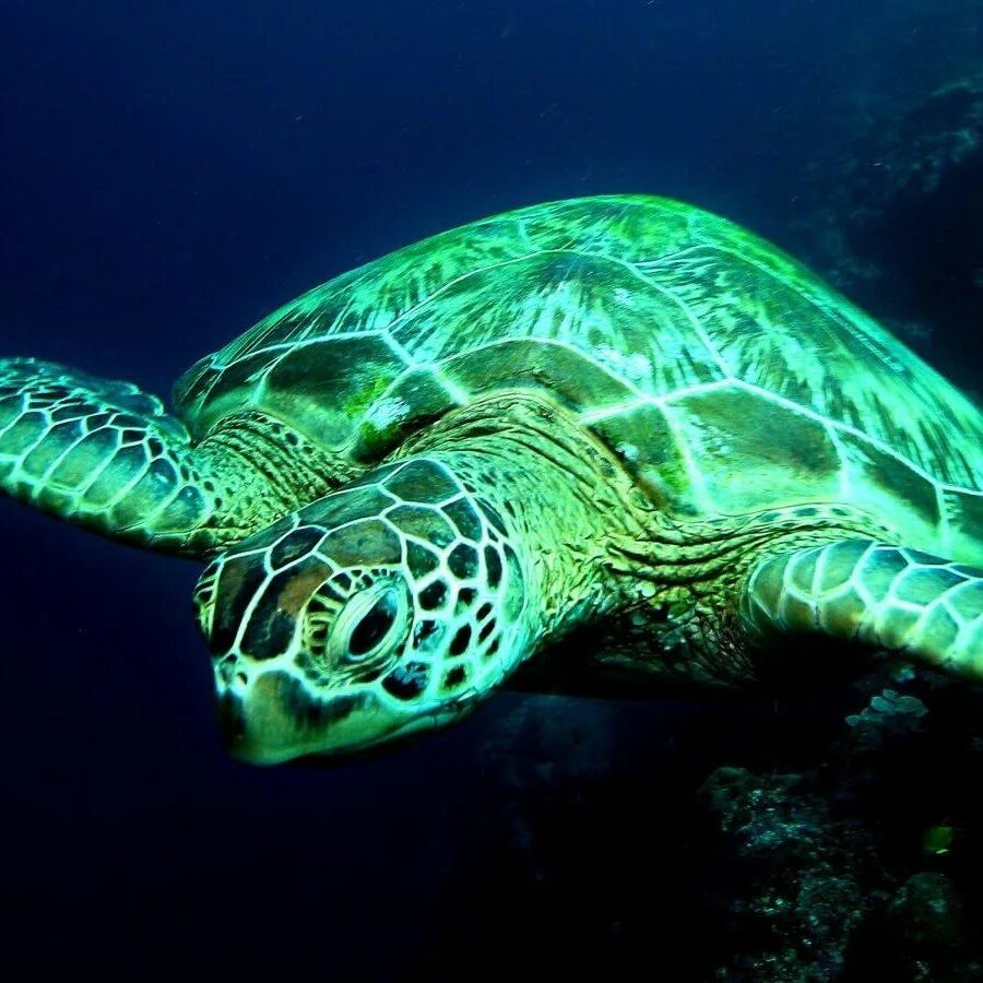 Маленький черепашонок красноухой черепахи. Черепаха зеленая маленькая. Черепаха зеленого цвета. Маленькие зеленые черепашки. Мультяшные черепахи.