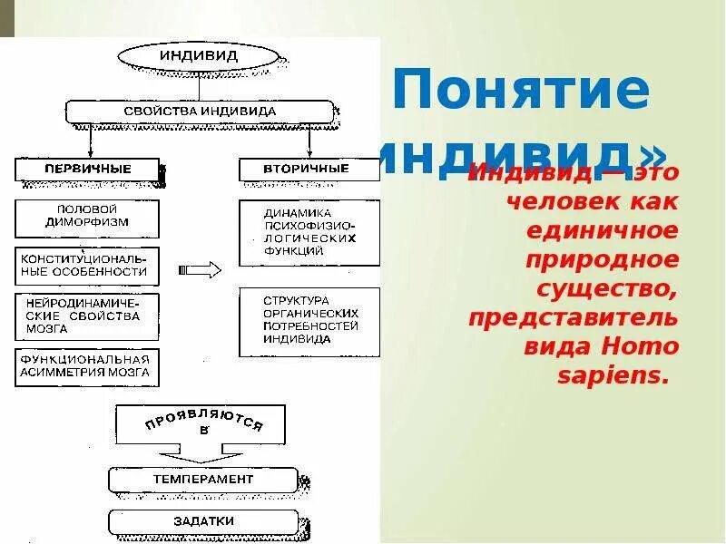 Социальное свойство индивида. Структура понятия индивид. индивидные характеристики человека пример. качества индивида. качества человека как индивида.