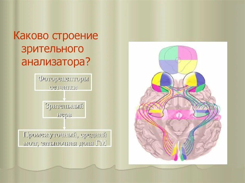 Анализаторы зрительный анализатор строение. Строение зрительного анализатора. Каково строение зрительного анализатора. Строение анализатора.