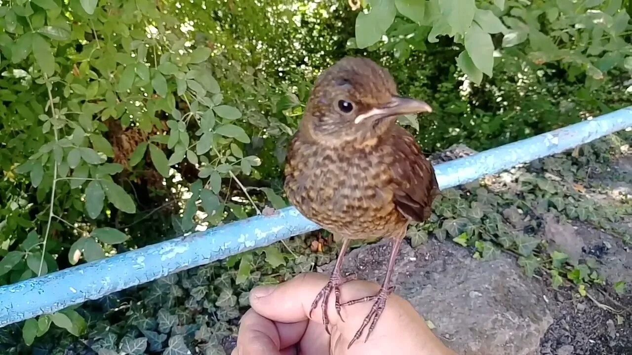 Чем отличается дрозд от скворца. Скворец или Дрозд. Скворец и Дрозд. Скворец фото и Дрозд. Птицы Дрозды и скворцы.