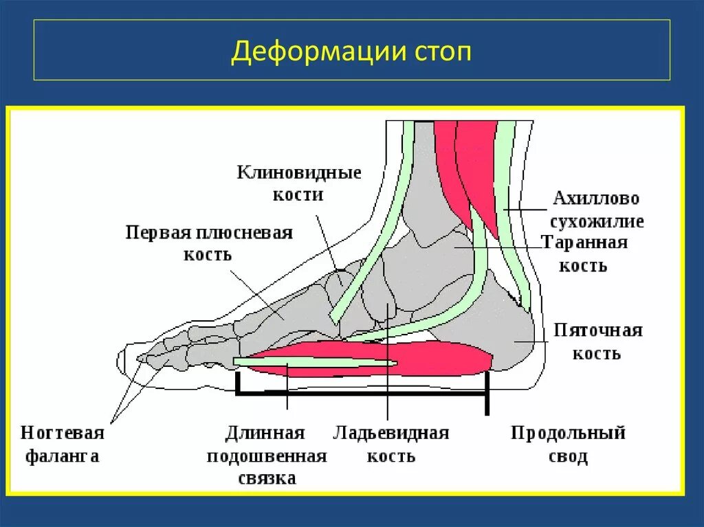 Середина стопы