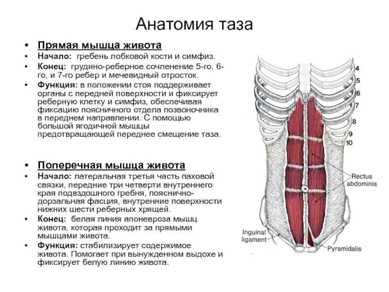 Поперечная мышца живота