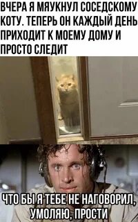 Включи соседи кота