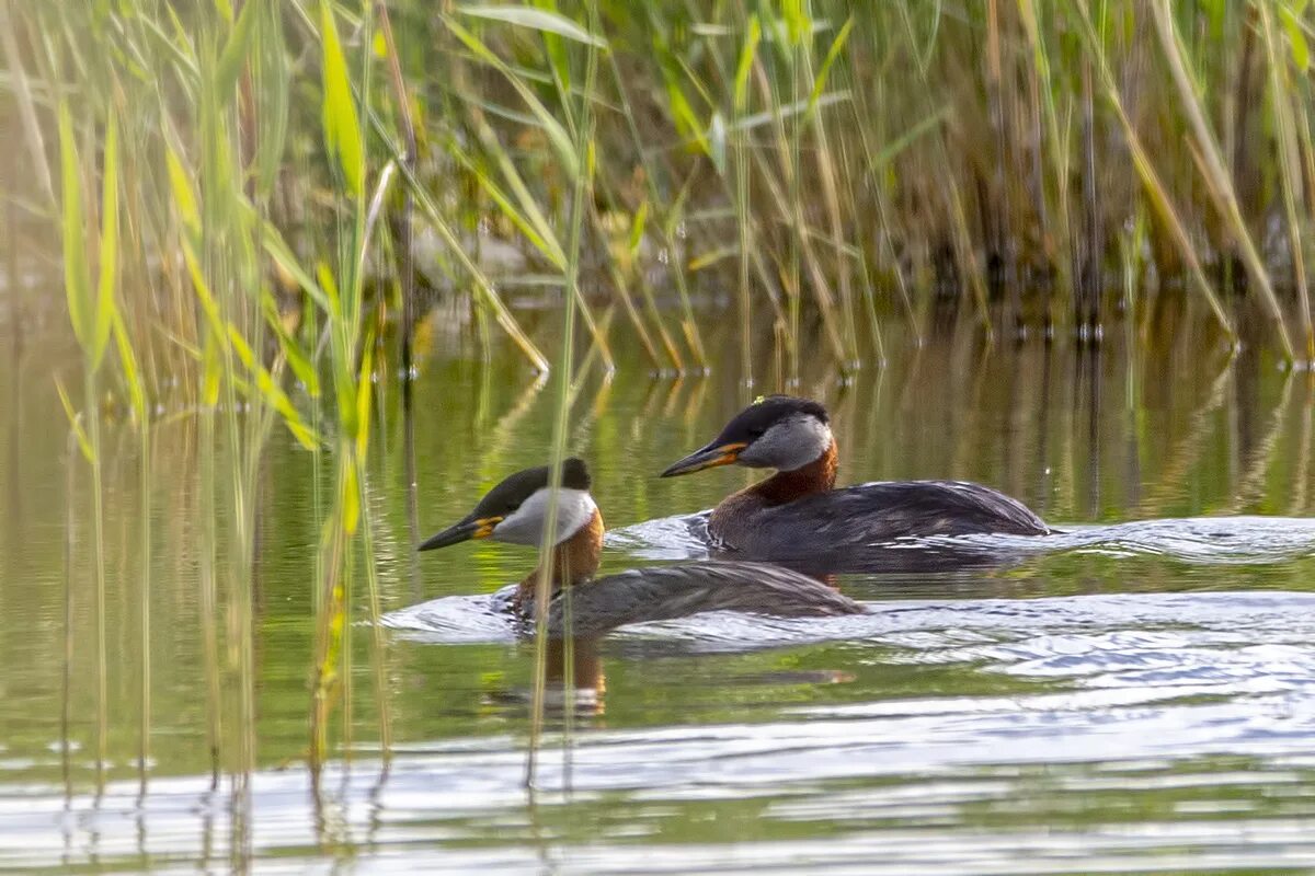 Серощекая поганка птица. Podiceps grisegena. Серощёкая поганка / Podiceps grisegena / Red-necked Grebe. Серощекая поганка