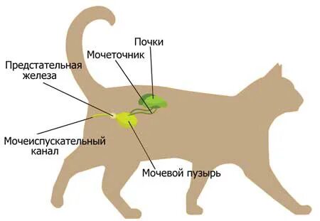 Где находится холка у кошки