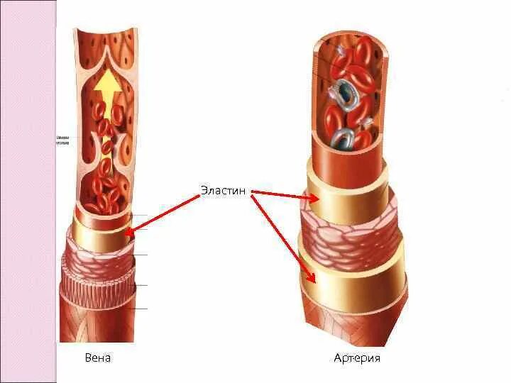Оболочки стенки артерий. Эндотелий сосудов. Эластин в стенках сосудов. Стенки артерий и вен имеют