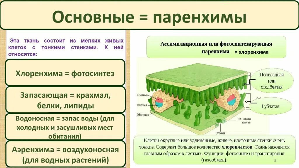 Образована живыми или мертвыми клетками. Ассимиляционная ткань (хлоренхима). Губчатая хлоренхима. Столбчатая хлоренхима функция. Виды хлоренхимы.