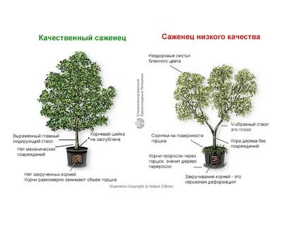 Выбираем саженцы