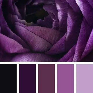 Mauve color