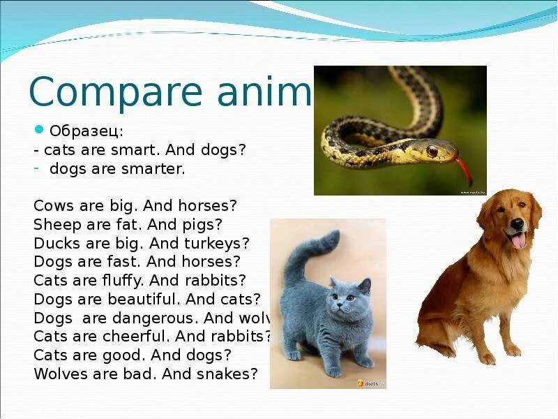 Compare animals