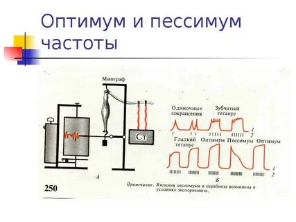 Оптимум и пессимум частоты и силы раздражения