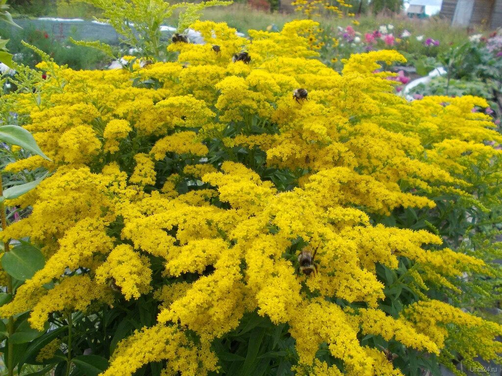 Вербейник точечный (Lysimachia punctata)
