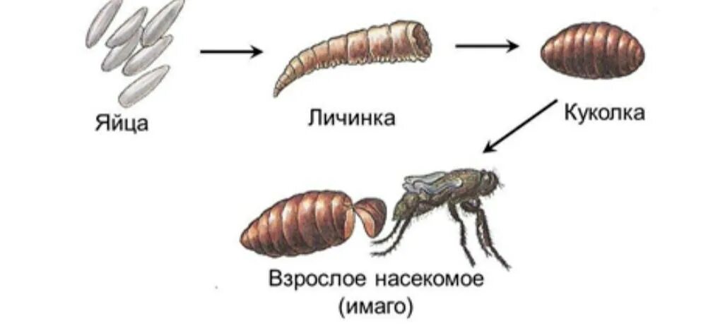 Личинки похожие на взрослых особей называют