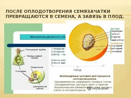 В семязачатках формируются