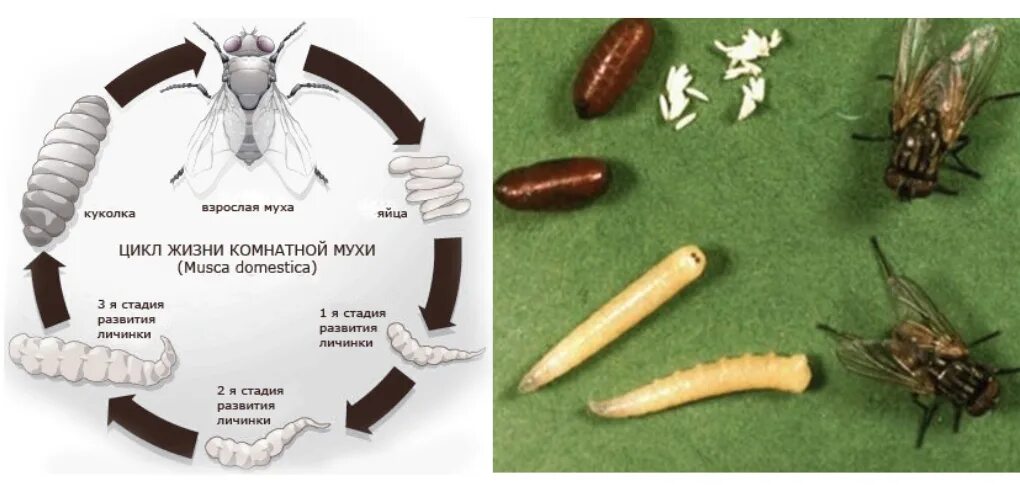 Сколько живут мухи. Цикл развития комнатной мухи. Муха домашняя жизненный цикл. Цикл развития комнатной мухи схема. Личинка комнатной мухи.