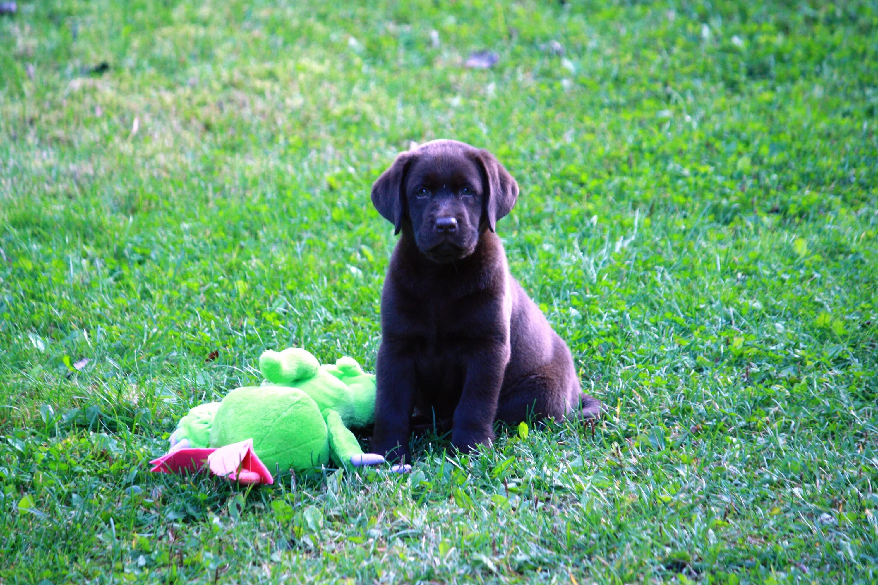 Puppy play