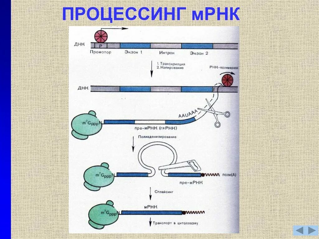 Процессинг МРНК созревание. Процессинг пре-МРНК У эукариот. Процессинг информационной РНК схема. Процессинг пре-МРНК. Последовательность этапов процессинга