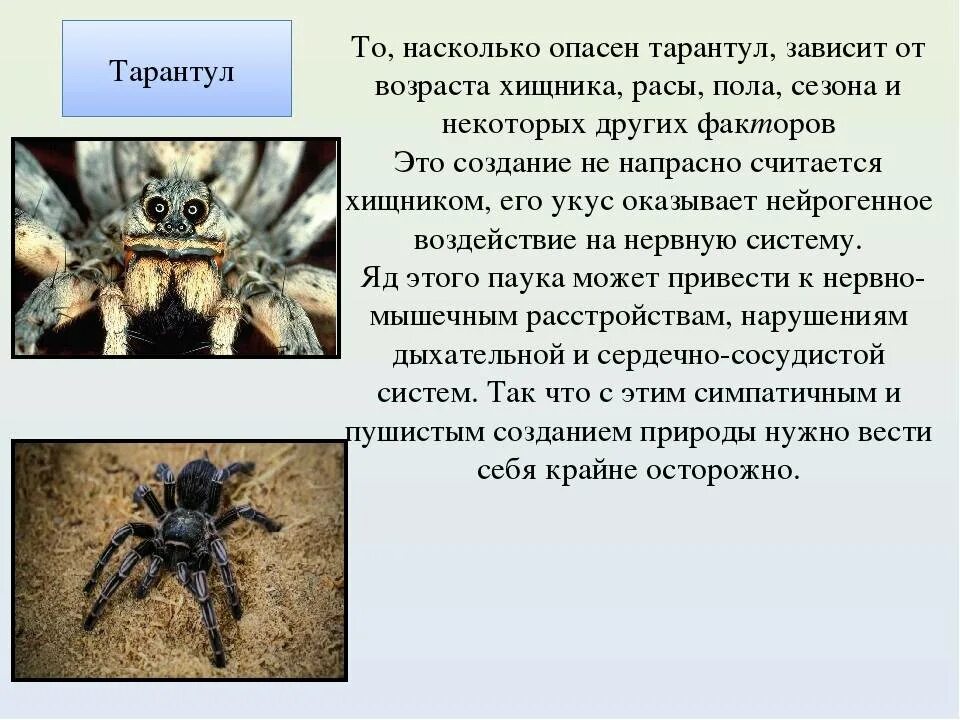 Южнорусский Тарантул паукообразные. Тарантул паук ядовитый маленький. Каракурт Южнорусский Тарантул. Южнорусский Тарантул ядовитый.
