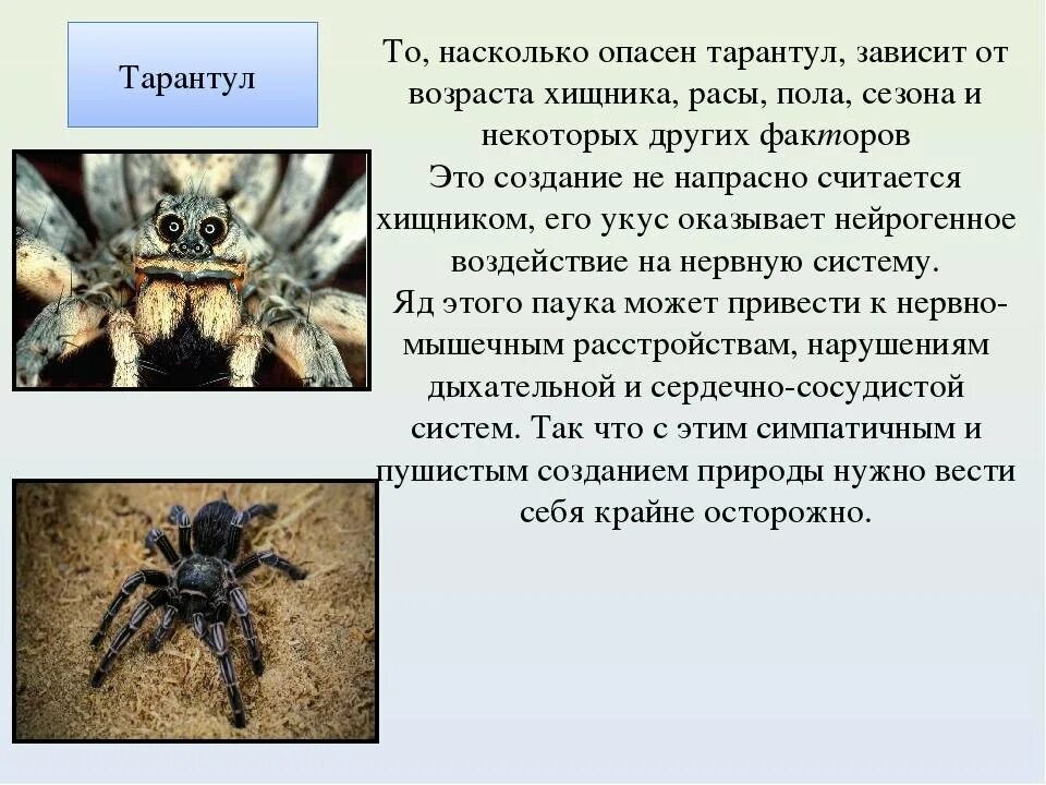 Тарантул это паук. Южнорусский тарантул паукообразные. каракурт южнорусский тарантул. южнорусский тарантул ядовитый. астраханский паук южнорусский тарантул.