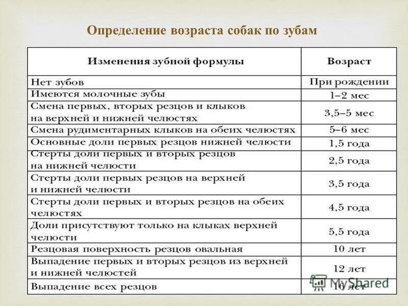 Определить какой возраст. Определение возраста собаки по зубам. Определение возраста собаки по зубам таблица. Как узнать Возраст щенка собаки. Возраст щенка по зубам таблица.