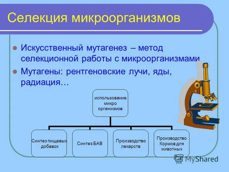 Методы селекции микроорганизмов схема. Методы селекции искусственный мутагенез. В селекции микроорганизмов используется индуцированный мутагенез. Методы селекции микроорганизмов. Мутационная селекция.