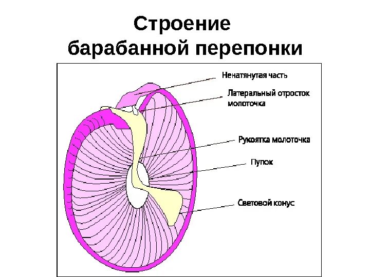 Барабанная перепонка строение. Строение барабанной перепонки анатомия. Микроскопическое строение барабанной перепонки. Строение барабанной перепонки гистология.