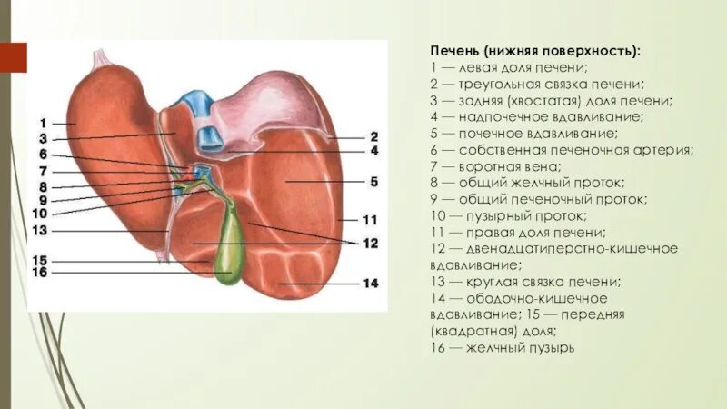 В ворота печени входят. Печень строение анатомия висцеральная поверхность. Печень анатомия висцеральная поверхность борозды. Доли висцеральной поверхности печени. Печень строение снизу висцеральная поверхность.