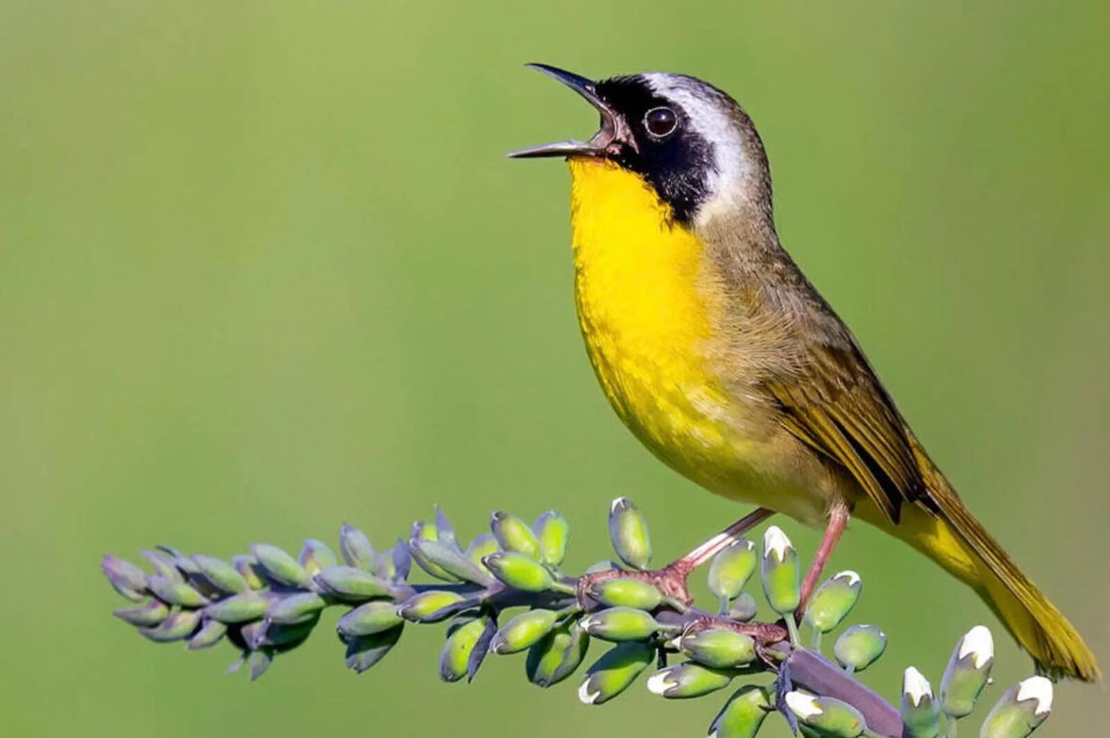 All the Birds of the World Lynx. Common Yellowthroat juvenile.